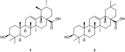 Ursolic and oleanolic acids: two natural triterpenoids targeting antibacterial multidrug tolerance and biofilm formation